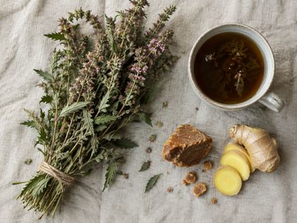 Motherwort Tea